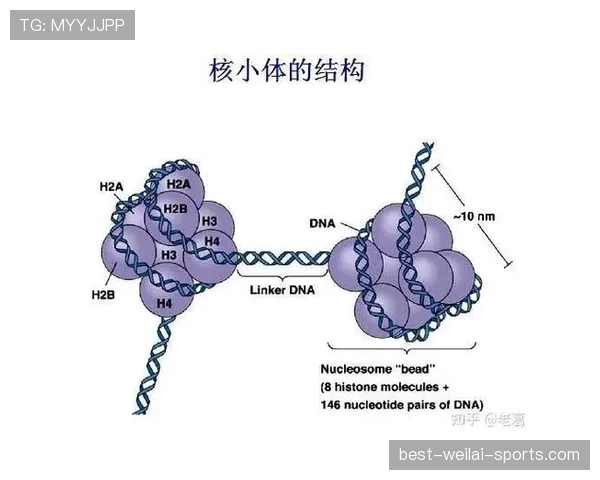 奥尔莫肋部渗透与小范围配合的进攻机制解析